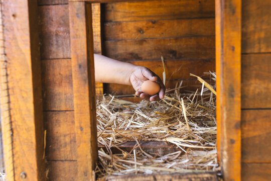 Close up of hand of biracial woman picking eggs in henhouse