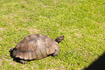 Close up of turtle on green grass in sunny garden, copy space