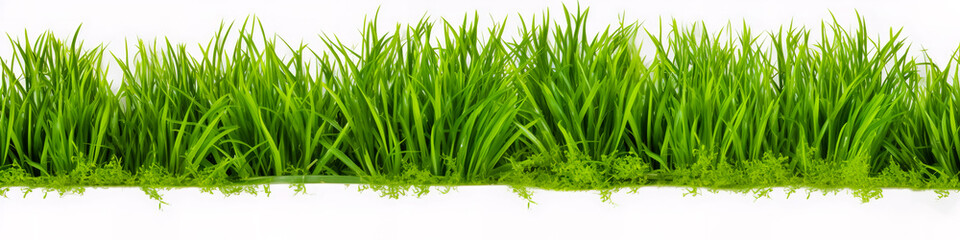 Obraz premium A piece of green lawn on a white background.