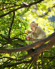 Portrait, moment of Mother monkey and baby in forest park it was interested in the corn in the mother's hand at Khao Ngu Stone Park, Ratchaburi, Thailand. Leave space for text input.