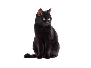 black cat isolated on white background