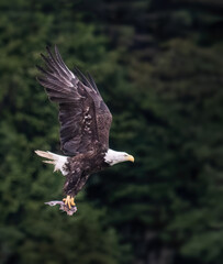 Bald Eagle (Haliaeetus leucocephalus) in flight with a fish in its talons. Vertical format.