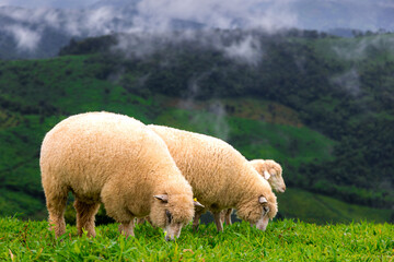 flock of sheep  grazing green grass background landscape is mountains and mist.