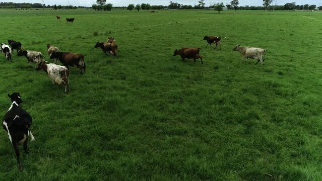 Cows running around in paddock