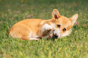 Dog with edible stick in mouth lying on lawn. Playful Welsh Corgi raising front paw