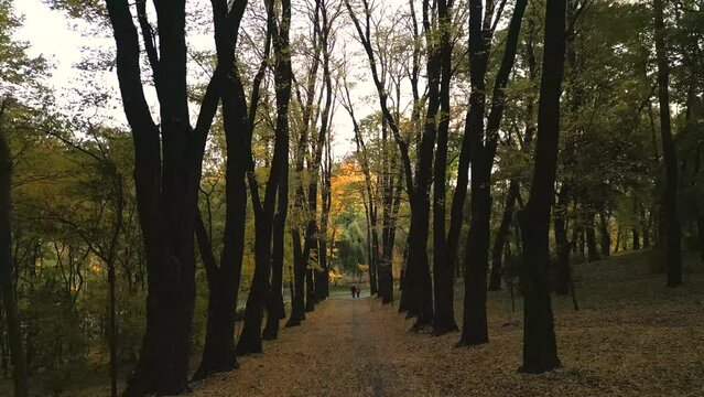 Autumn morning in the parc