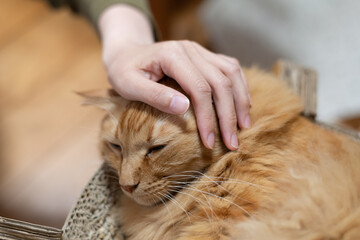 ネコの頭を撫でる　茶トラ猫