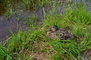 Naklejka na ściany i meble wild duck sitting on the ground near lake copy space