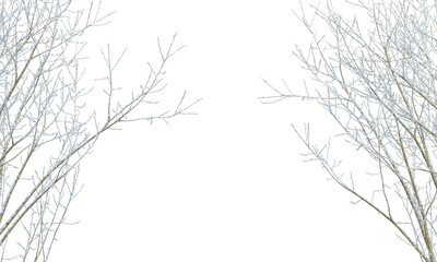 snow covered branches