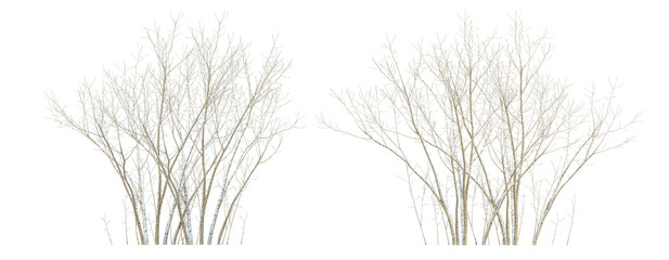 wheat ears isolated on white