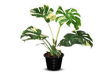 Variegated monstera plant, Thai constellation, in black pot on white background with clipping path