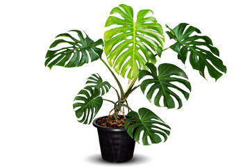 Green monstera plant in black pot on white background with clipping path