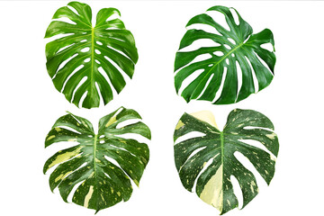 Green and variegated monstera leaves on white background with clipping path - obrazy, fototapety, plakaty