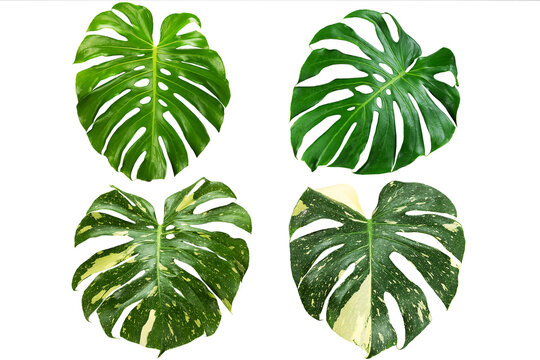 Green and variegated monstera leaves on white background with clipping path