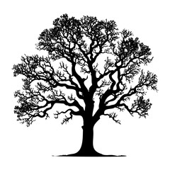 Oak bare tree silhouette. Vector illustration