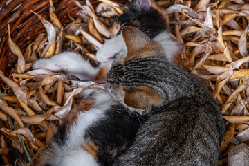 Fototapety na wymiar - Fototapeta24.pl