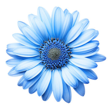 Blue daisy blossom isolated on transparent background,transparency 