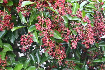 大きな木の枝に、たわわに実る赤い実が印象的な風景