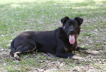 black dog full body photo on green grass background