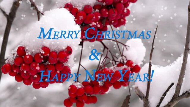 Christmas New Year greeting video screensaver with falling snow and a still festive image of a snow-covered icy rowan branch
