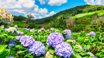 Hortensia flower field in Chiangmai, Royal Project Khun Pae Northern Thailand