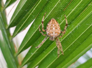 brown spider in the web on the palm leaf close up