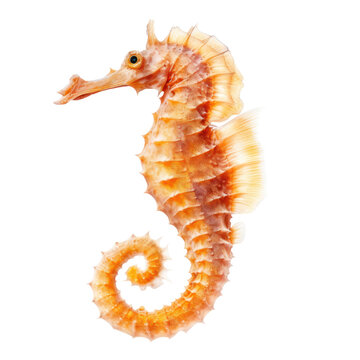 Seahorse isolated on transparent background,transparency 