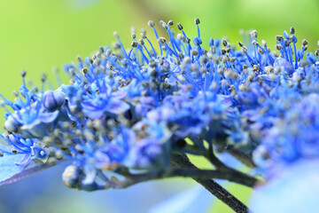 Flowers of hydrangea bloom in rainy season of Japan.