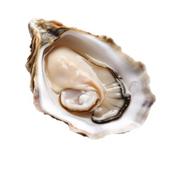 Oyster isolated on transparent background,transparency 