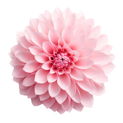 Pink dahlia flower blossom isolated on transparent background,transparency 