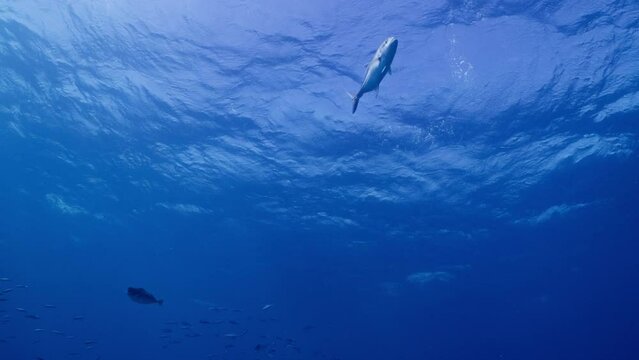 A solitary Giant Trevally swims close to the ocean&rsquo;s surface, shot from beneath. Great Barrier Reef