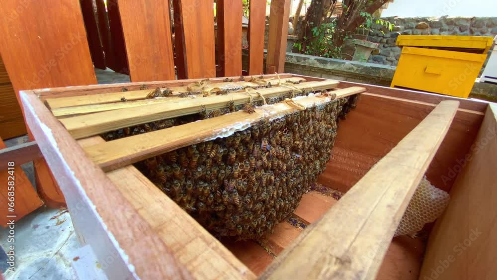 Poster an open beehive shows the many worker bees on the honeycombs.