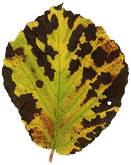 One single leaf of a witch hazel plant in autumn. Because of the very dry summer the leaf had dark brown spots.