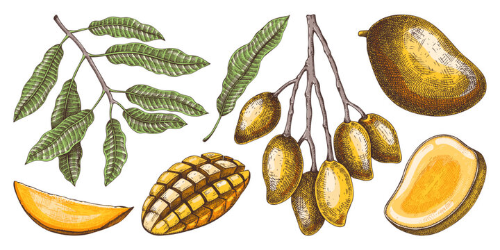 Ripe mango sketches set. Tropical fruit hand drawn vector illustration. Exotic plant with fruit, leaves, branches in color. Engraved design elements. Botanical drawing for label, juice packaging