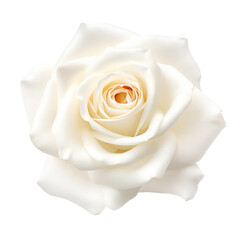 White rose isolated on transparent background,transparency 