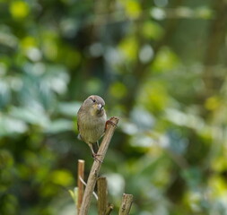 sparrow,garden,hedge,habitat,garten,hecke,lebensraum,sperling,