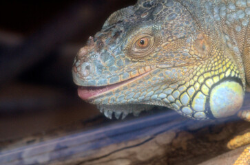 Fototapeta premium グリーンイグアナ