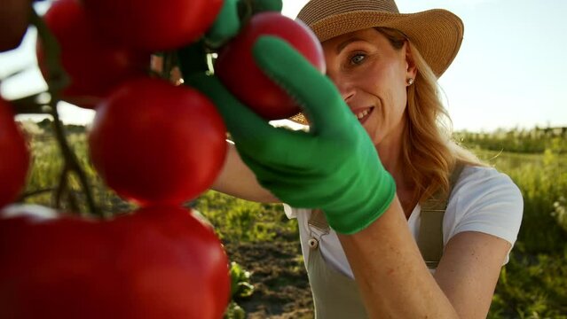 A charming smiling middle aged woman is growing vegetables and checking the harvest. A lady evaluates the ripeness of tomatoes and stay pleased with the results of labor. The concept of simultaneous