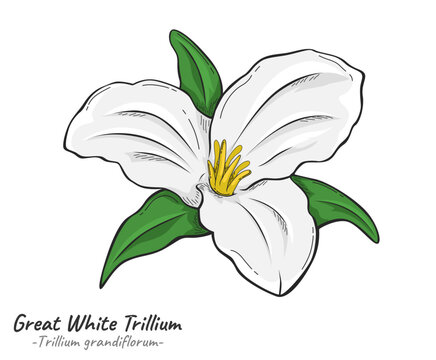 Great White Trillium flower Trillium grandiflorum