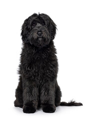 Gorgeous young black Labradoodle dog, sitting up facing camera. Looking straight to camera. Isolated on a white background.