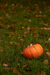 Pumpkin on grass before Halloween in autumn