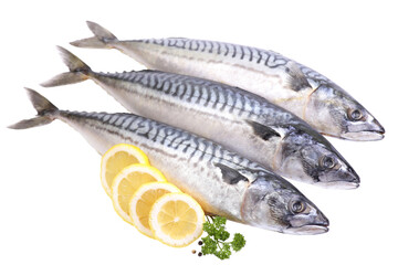 Fish mackerel isolated
