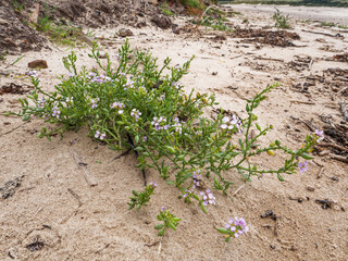 European sea rocket, Cakile maritima, flowering on Cambois beach, Northumberland, UK