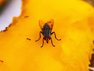 Macro shot of house fly insect perched on ripe yellow mango. Flies are dirty animals and vectors of...