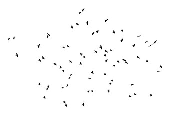 png flock of birds silhouette isolated on transparent clear background	