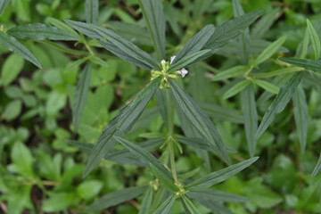 Overhead view of a Ceylon slitwort twig with a flower cluster and thin long leaves