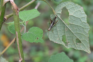A brown color grasshopper insect with brown eyes is on the underside of a leaf