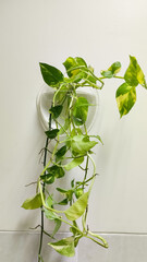 Ornamental pothos plants attached to the wall