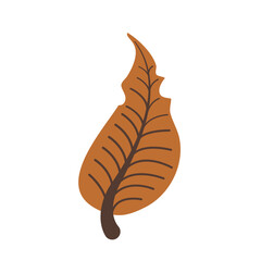 Autumn leaves vector, fall leaves Autumn, Autumn leaves, Autumn falling leaves, Beautiful falling autumn