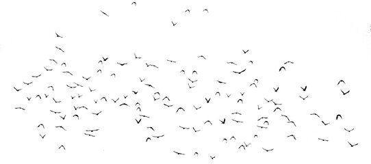 png flock of birds silhouette isolated on transparent clear background	